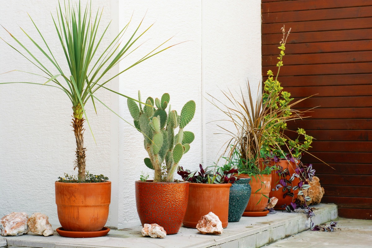 Terracotta pots in graduated sizes lined along a white wall beside a wood-slat door.