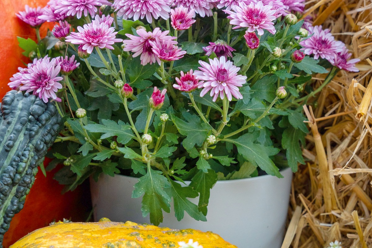 Pink-purple chrysanthemums in a white pot with pumpkins and straw.