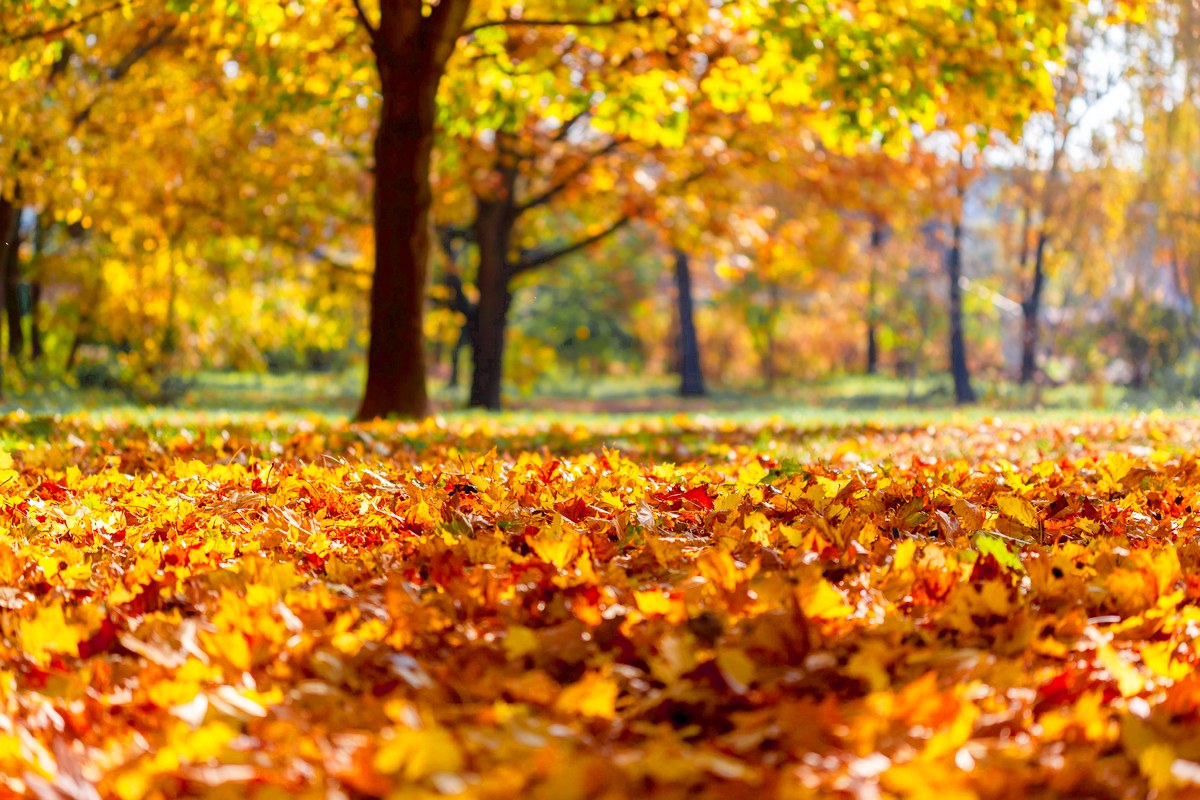 A thick carpet of orange and brown fallen leaves under sunlit fall trees.