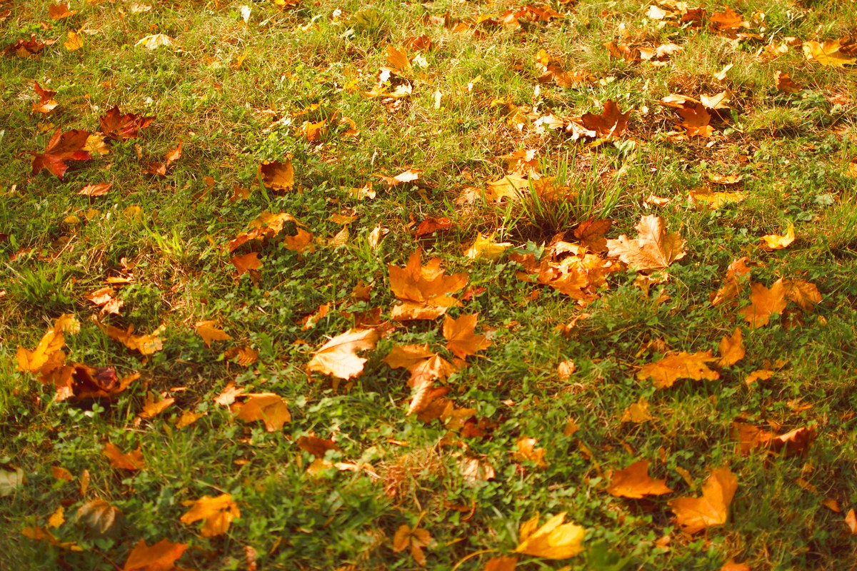 Orange and brown fallen leaves scattered thinly over a green lawn.