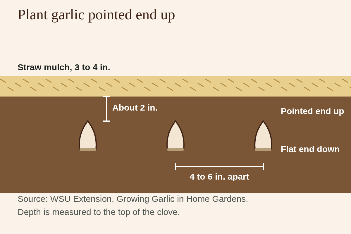 Cross-section of soil under straw mulch showing three garlic cloves pointed end up, about 2 inches below the surface and 4 to 6 inches apart.