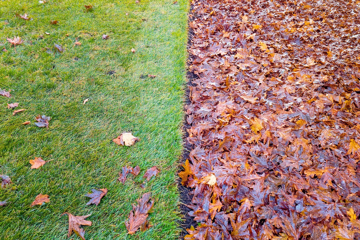 AI-generated image: Side by side lawn strips showing mulched dime-size leaf pieces versus a thick unraked leaf mat