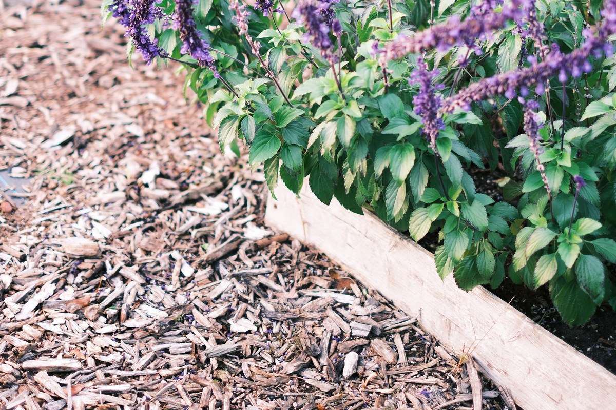 Purple sage beside an edged bed of fresh wood-chip mulch.