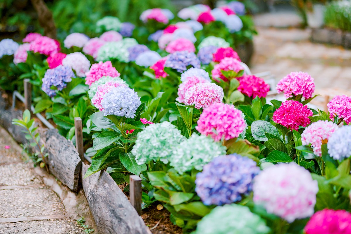 Pink, blue and green hydrangeas packed into a bed edged with weathered wood beside a stone path.
