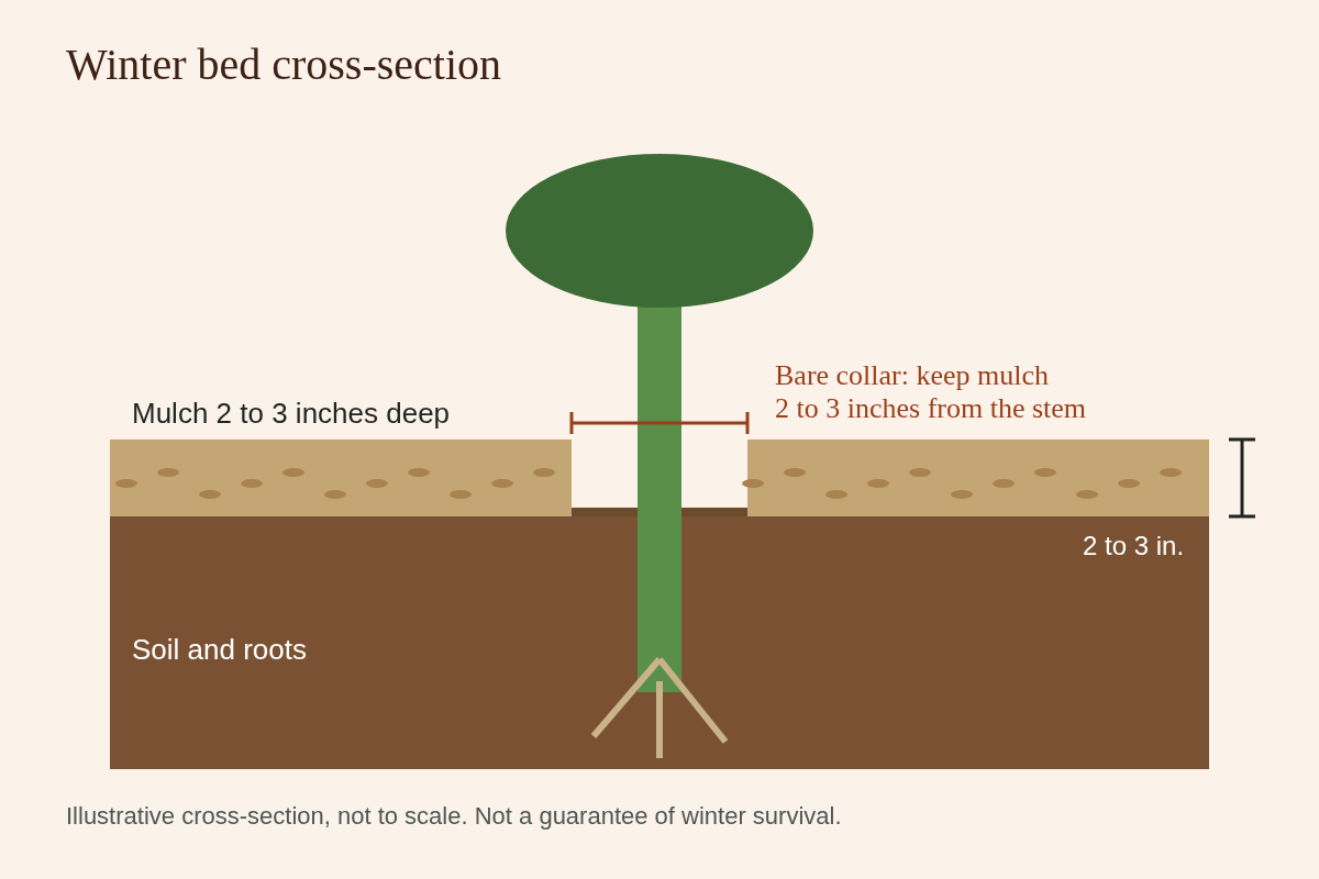 Illustration: cross-section of a bed with mulch 2 to 3 inches deep over soil, the stem running down into the soil with roots, and a bare collar 2 to 3 inches wide at the base.