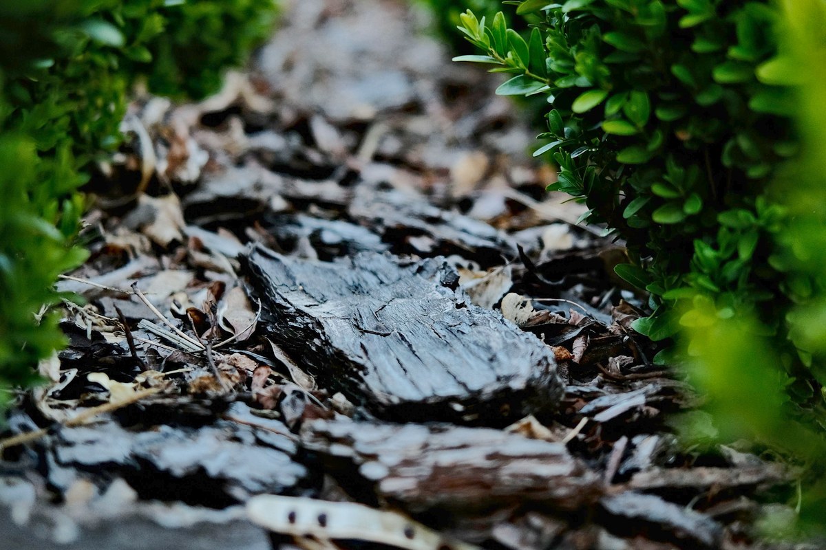 A strip of dark bark mulch running between rows of clipped green shrubs.