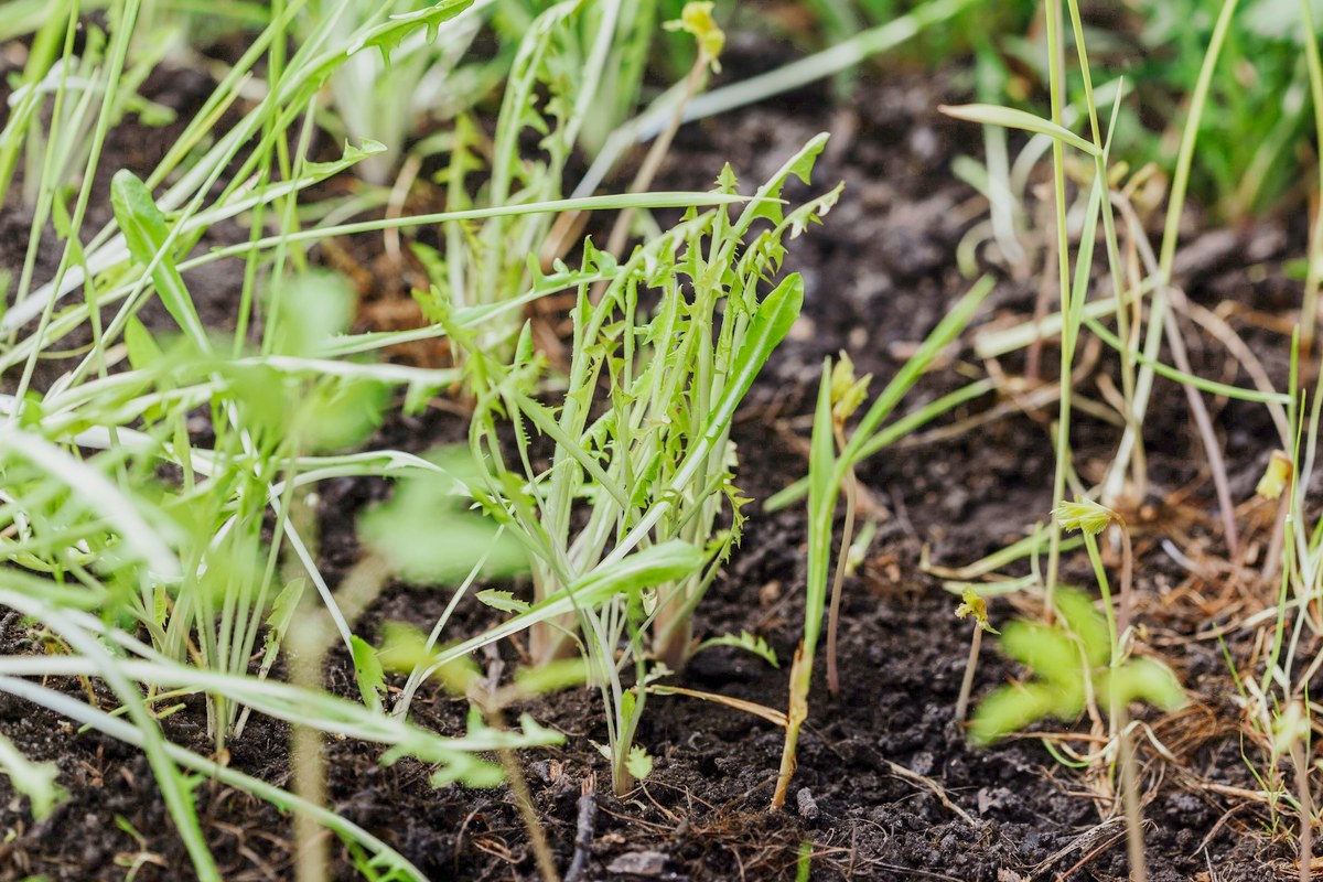Thin new grass blades coming up through dark soil, with a few dry stems lying across them.