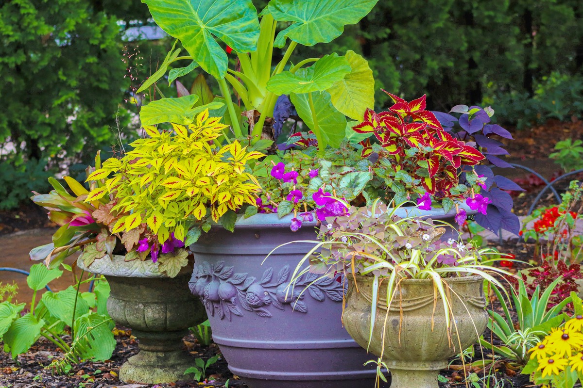 Decorative urns and a lavender planter grouped with colorful foliage on a garden patio.