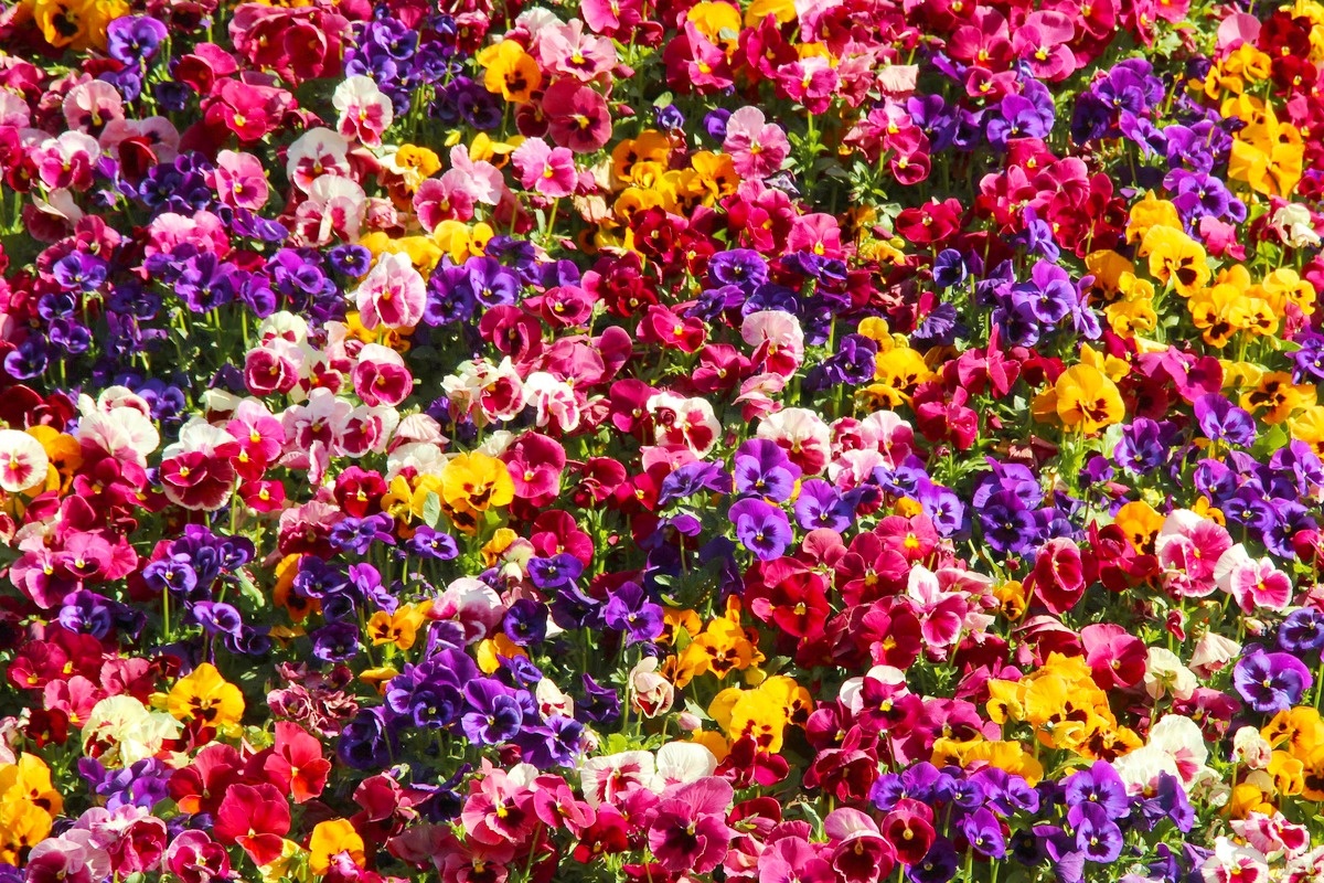 A dense bed of red, purple, yellow and white pansies.
