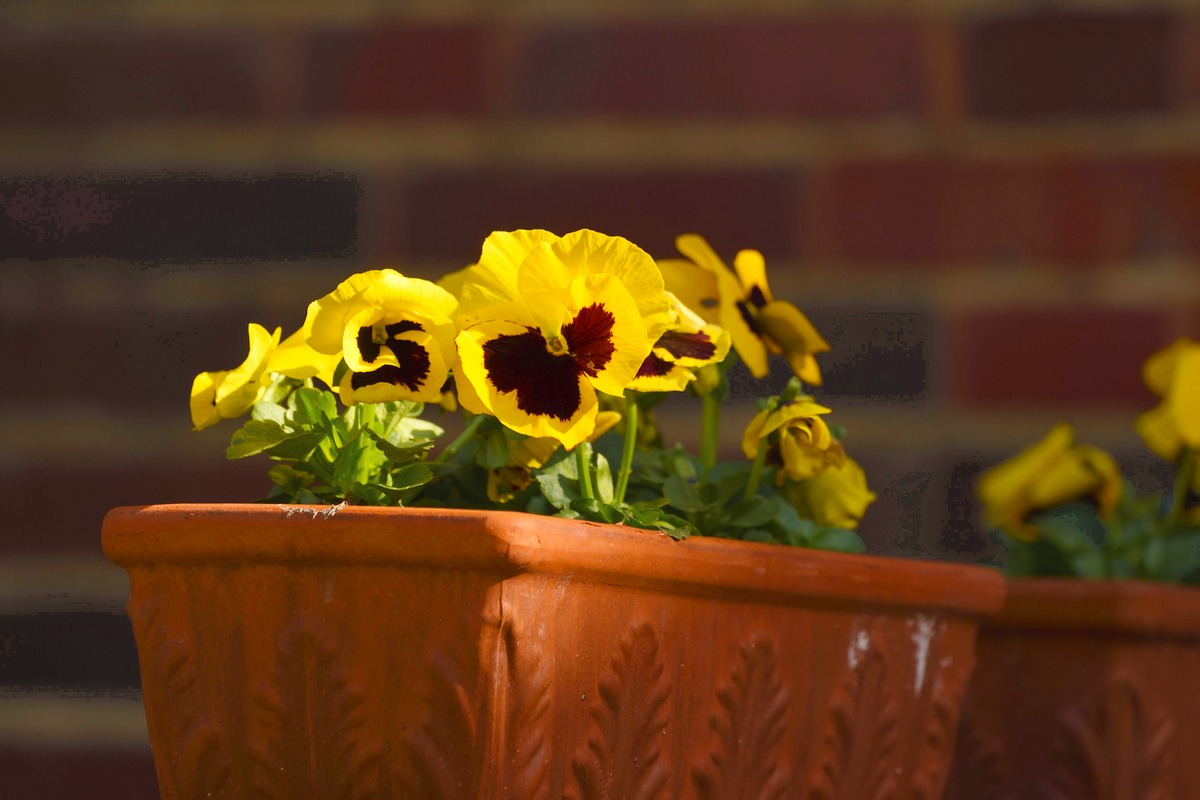 Yellow pansies in a long terracotta planter against a brick wall.