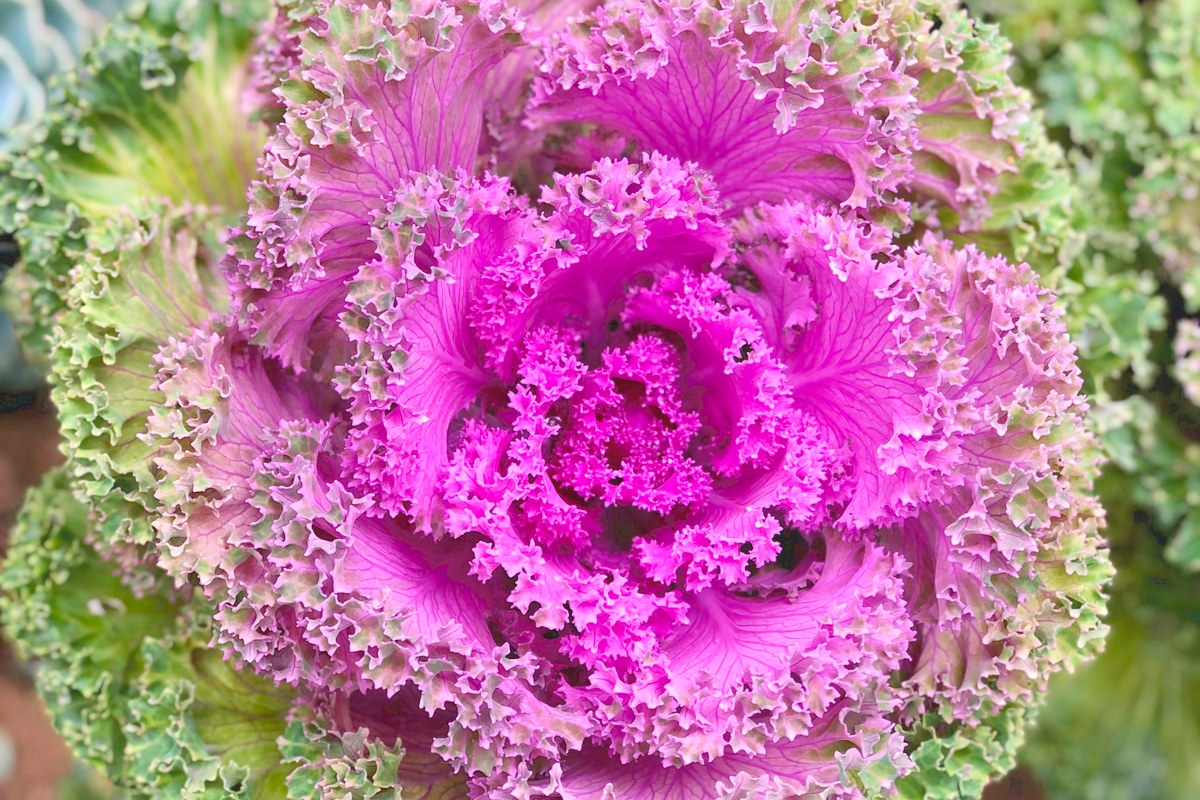 Close view of an ornamental kale with frilly magenta leaves at the center and ruffled green outer leaves.