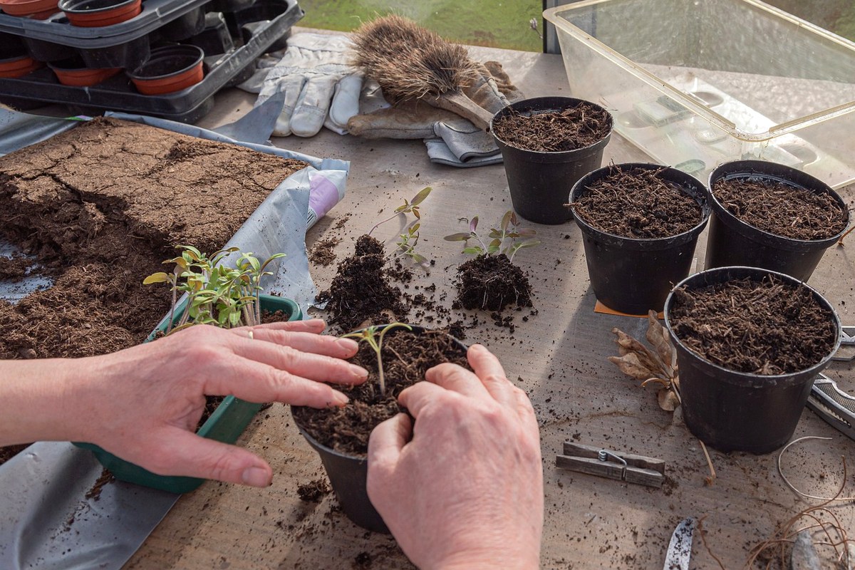 Two hands pressing potting mix around a small tomato seedling in a black plastic pot. Two more seedlings with root balls lie on the bench beside four black pots filled with mix and a green tray of young seedlings.