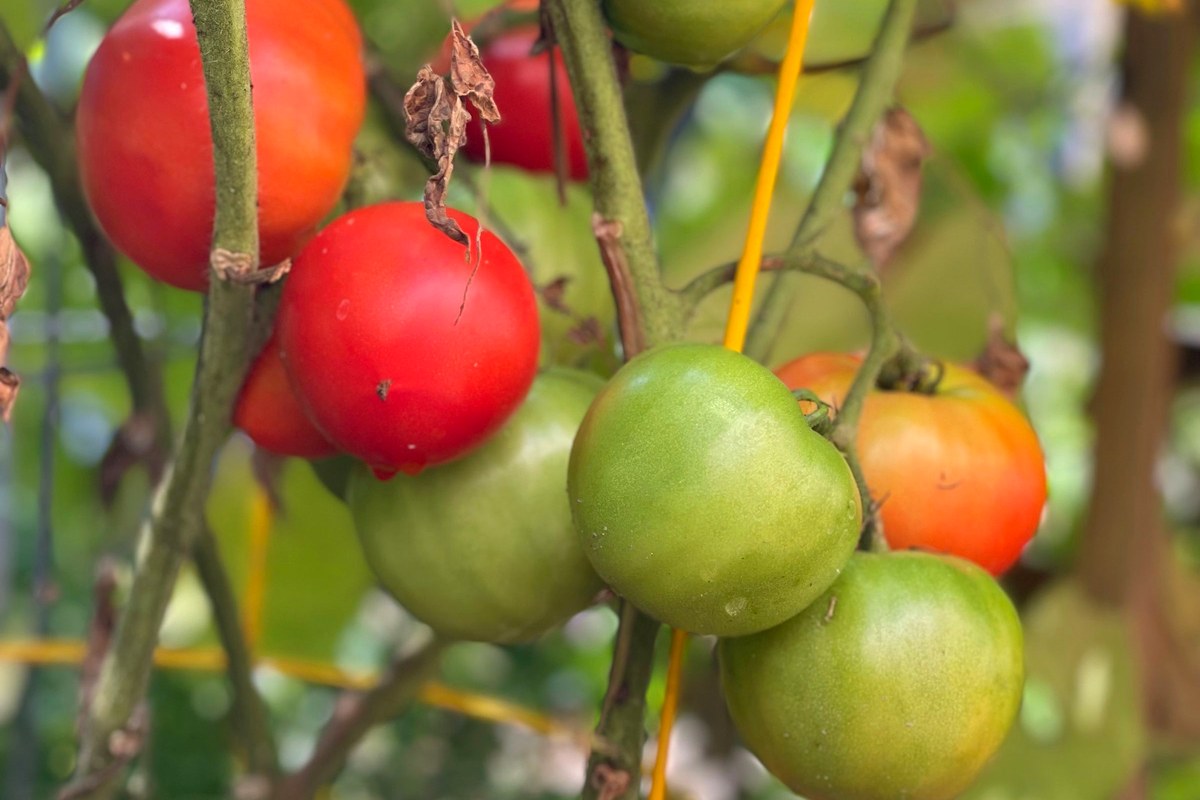 Red, orange and green tomatoes hanging from a plant supported by a yellow wire cage.