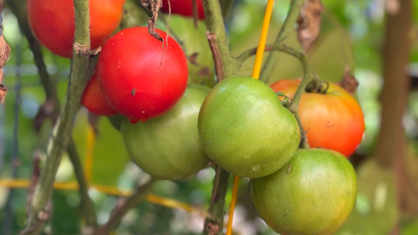 Red, orange and green tomatoes hanging from a plant supported by a yellow wire cage.