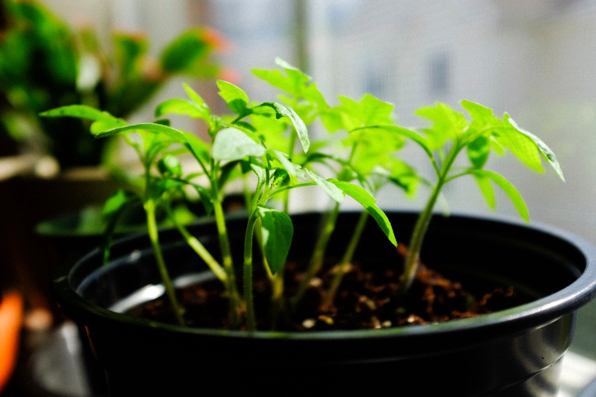 Several young tomato seedlings with toothed true leaves growing together in a black pot beside a bright window.