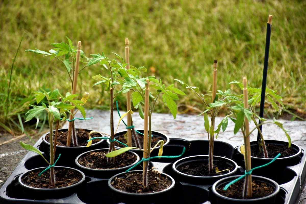 Eight young tomato plants tied to thin stakes with green ties, in black plastic pots on a tray, set on paving beside grass.