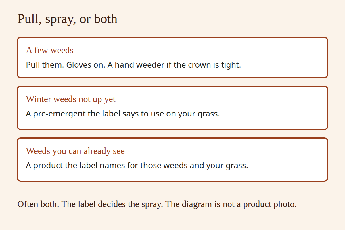 Three jobs. Pull a few weeds. Use a pre-emergent the label allows on your grass before winter weeds sprout. For weeds you can see, use a product the label names for those weeds and your grass. Often both.