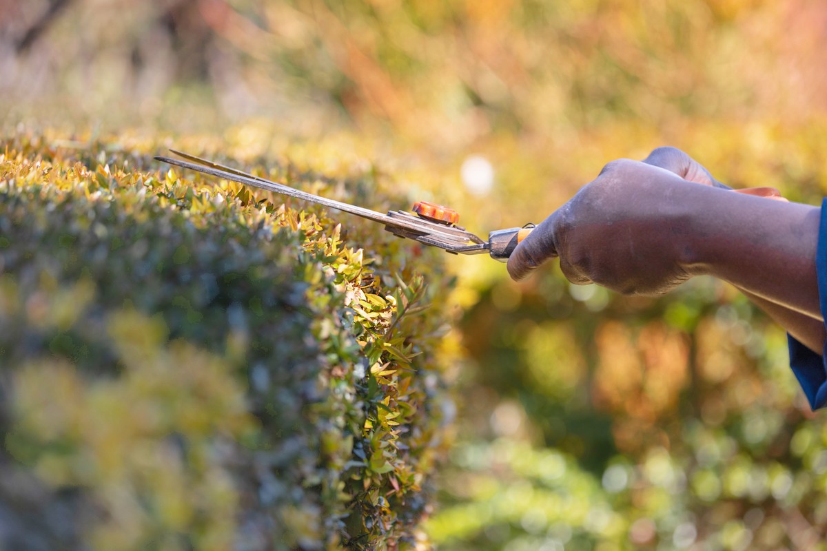 A hand trims a clipped hedge with hand shears in warm daylight.