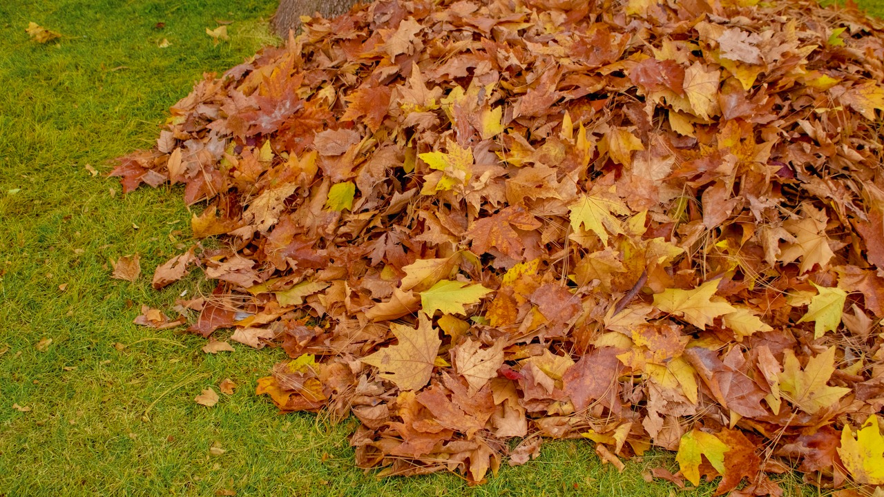 A pile of raked fall leaves on a green lawn, ready to shred and compost.