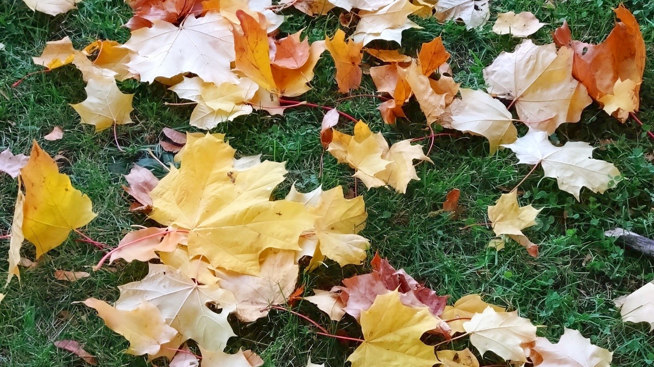 Dry maple leaves in yellow, cream and rust scattered across a green lawn in bright light.