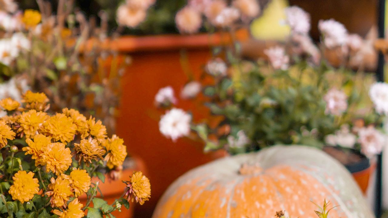 Yellow mums, white blooms and a pale orange pumpkin beside a terracotta planter.