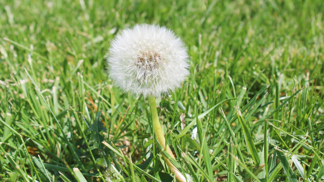 A single dandelion seed head standing in a green lawn.
