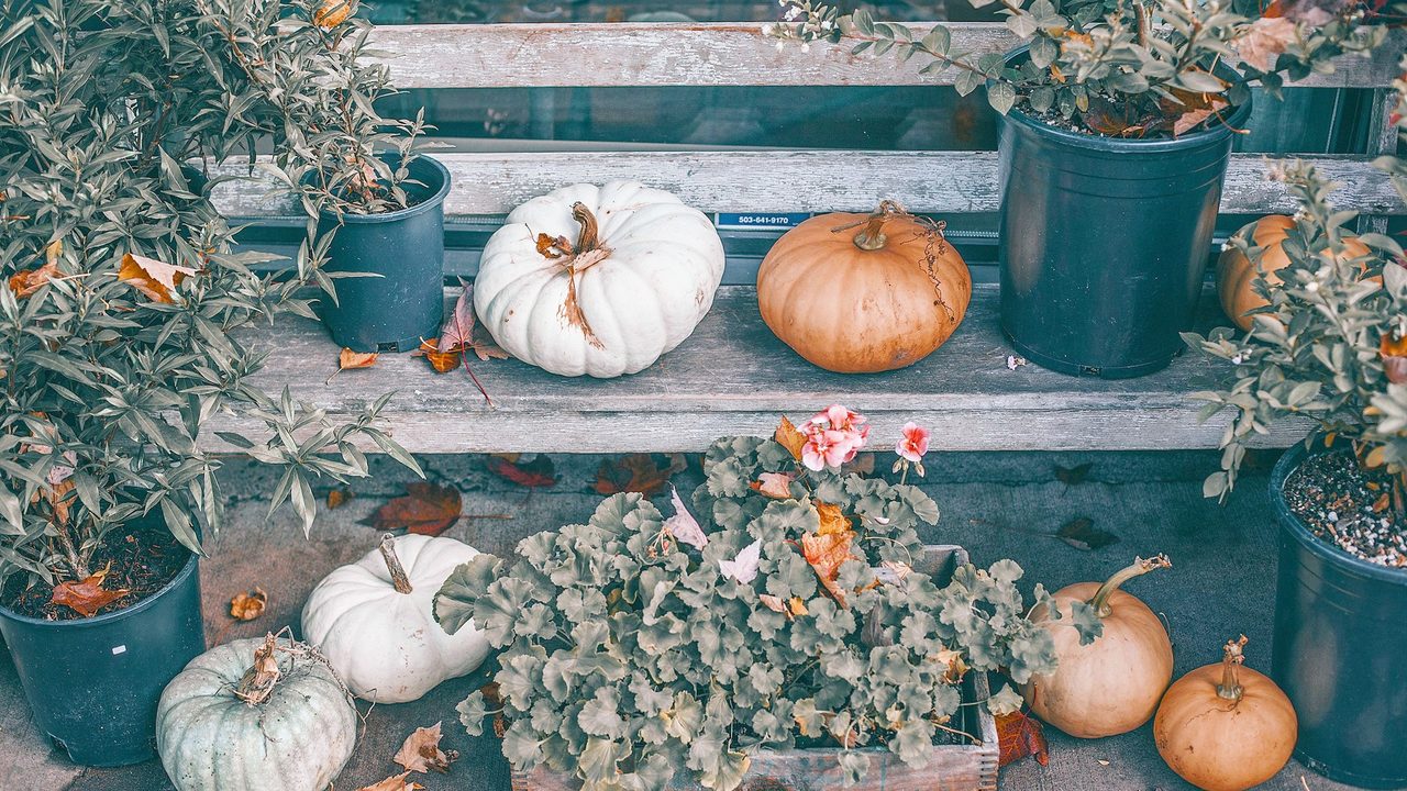 Potted plants and white and orange pumpkins on tiered wooden benches in cool fall light.