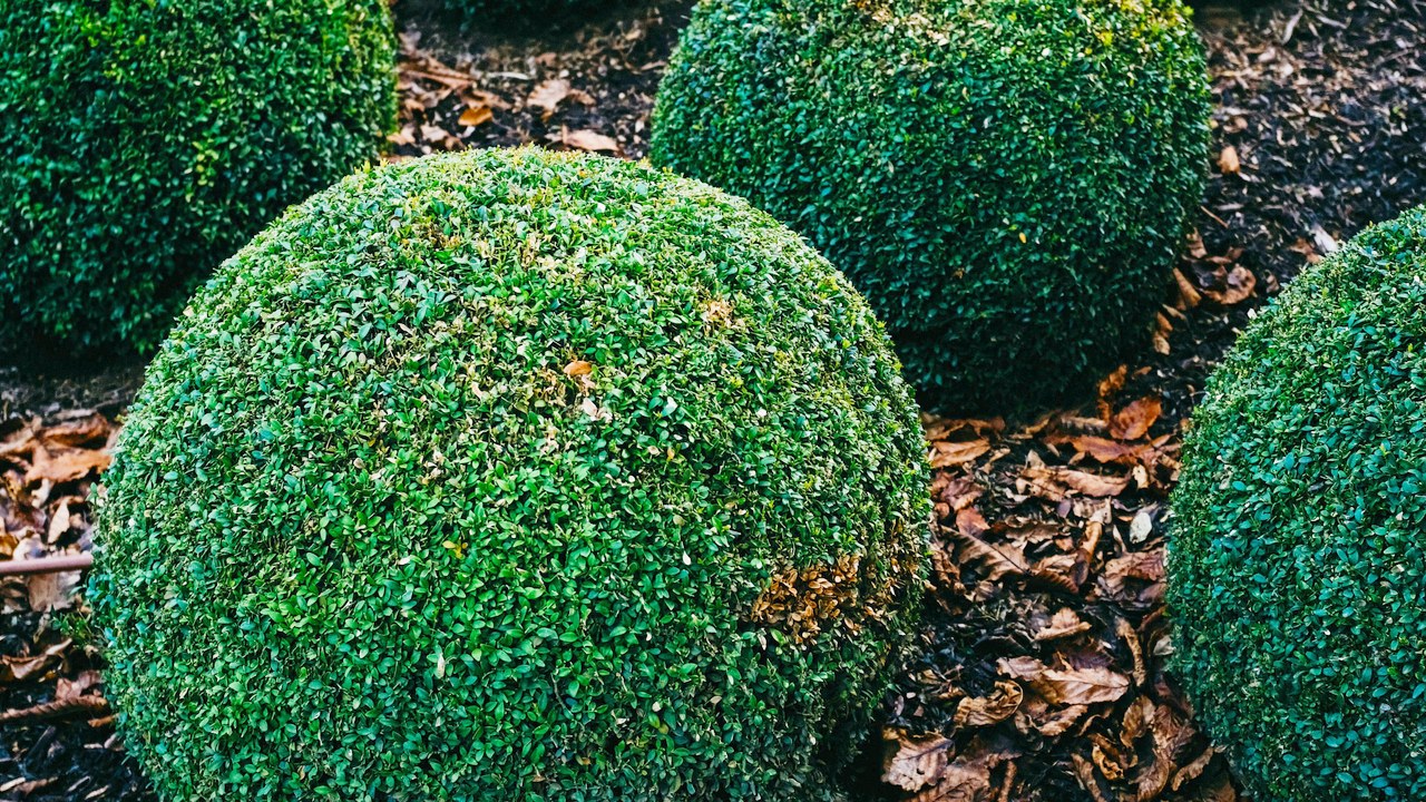 Clipped boxwood spheres set in a bed of fresh wood-chip mulch.