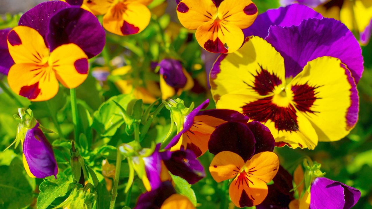 Purple, yellow and orange pansies in full bloom.